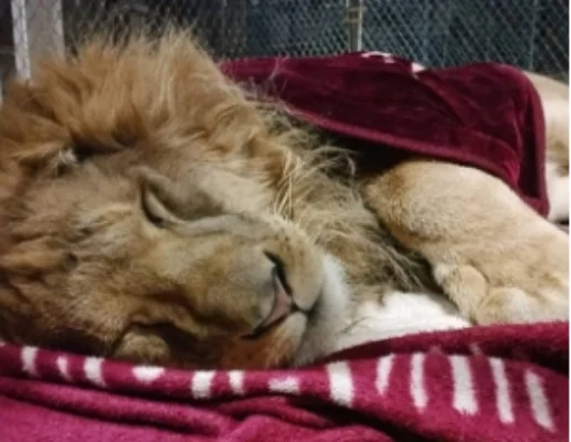 лев под одеялом.webp