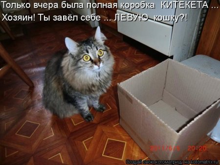 левая кошка.jpg