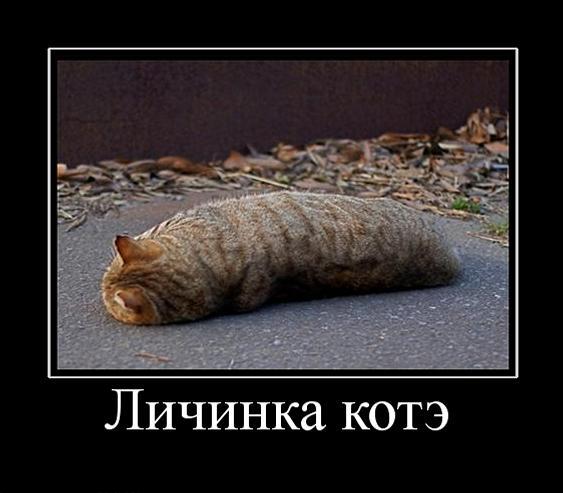 личинка-котэ-демотиватор-песочница-266352.jpeg.jpg