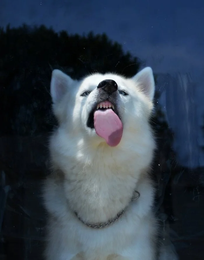 Lickingwindows24.jpg