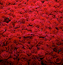 lifespan-of-red-roses-header.jpg