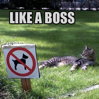 like-a-boss.jpg