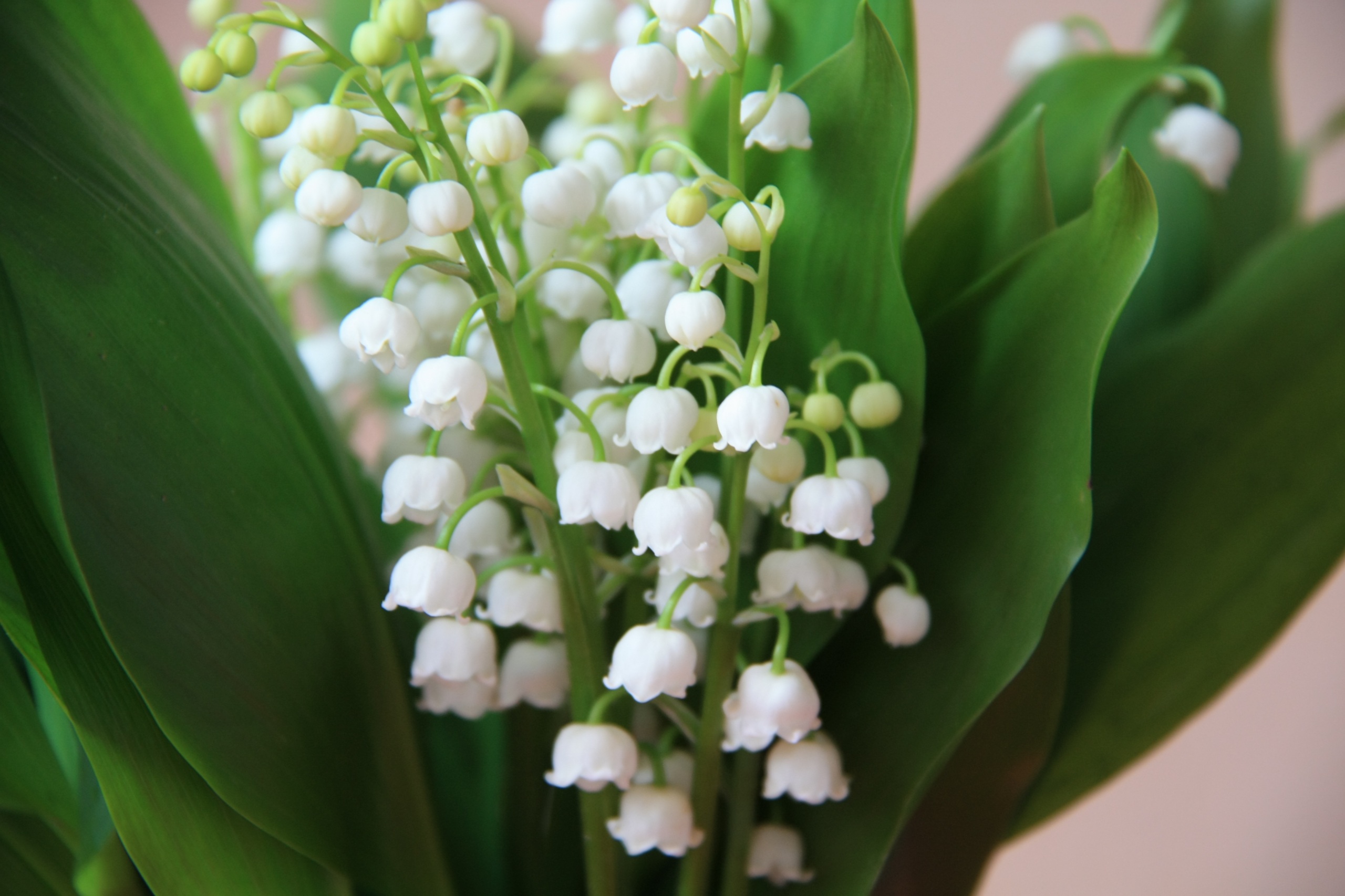 Lilies_of_the_valley_432089.jpg