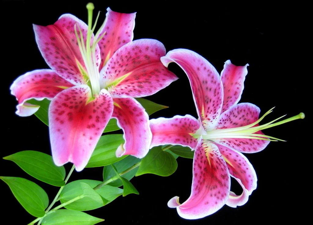 lilija16.webp