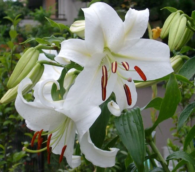 lily.webp