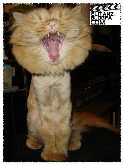 lion-cat[1].jpg