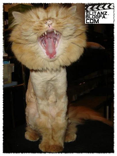 lion-cat[1].webp