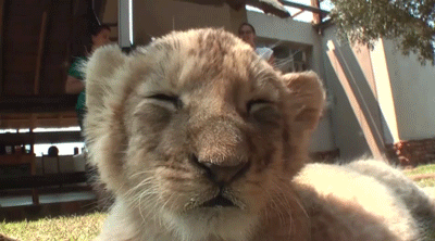lion-cub.gif
