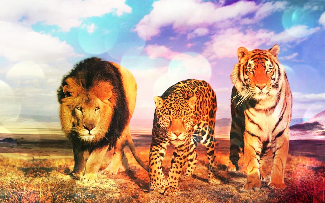 lion_tiger_and_jaguar_by_cjcool17-d78yl72.webp