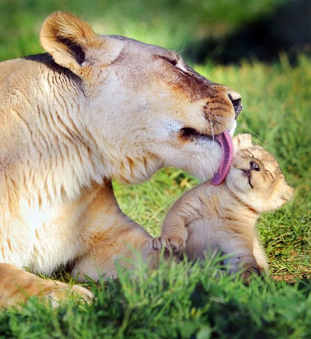 lioness-kisses-cub.webp