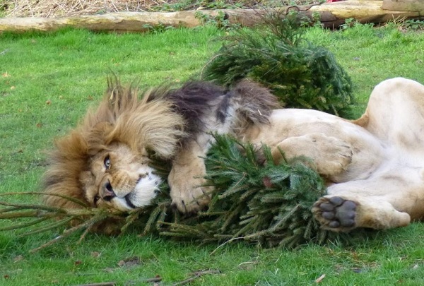 lions-play-christmas-trees.jpg