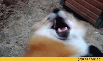 лиса балдеет.gif