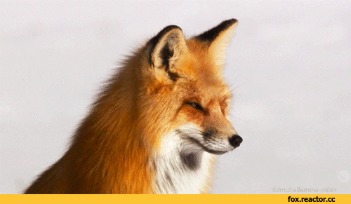Лиса-гифка-живность-Лиса-гифки-2175215.gif