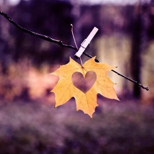 лист сердце.webp