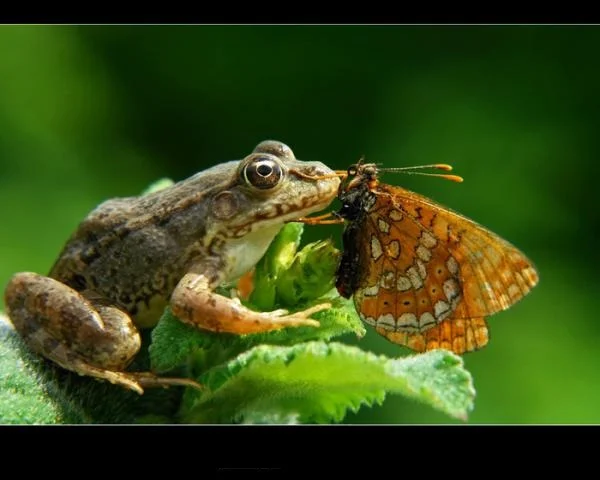 лягу и бабочка.webp