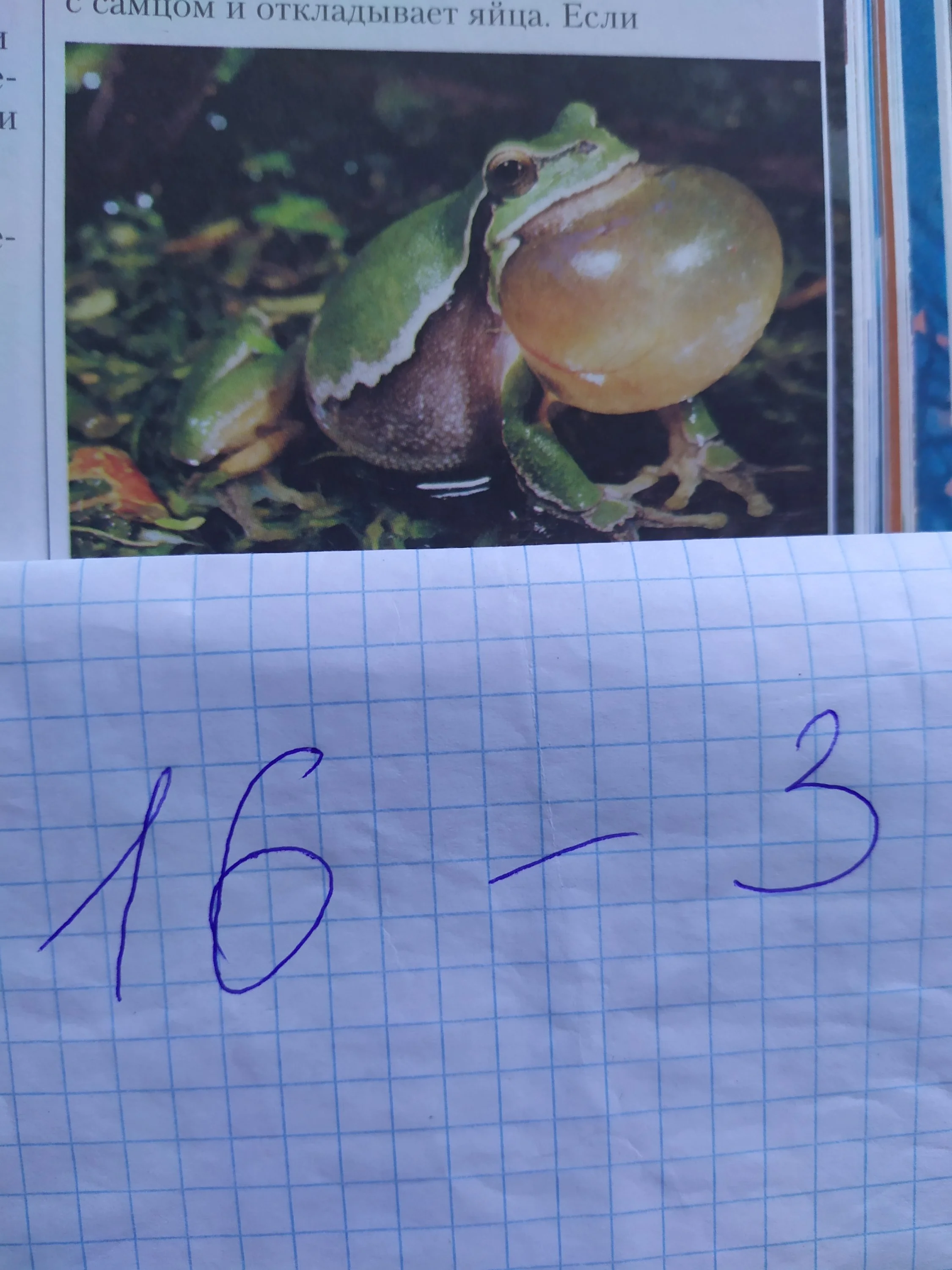 лягушка-2.webp