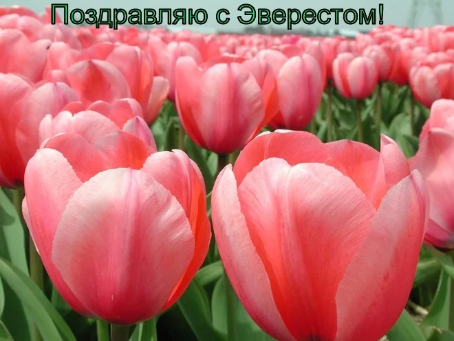 lol1423104071.webp