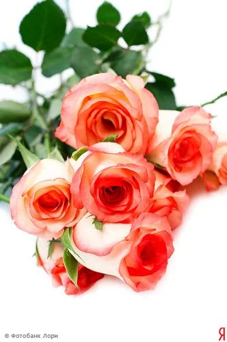 lori-0001324480-ynd.webp