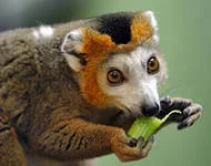 лори интеллигент.webp