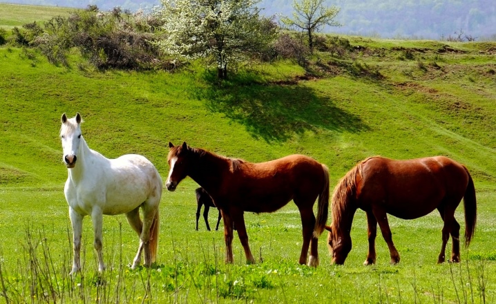 loshadi-porody-mustang-10.jpg