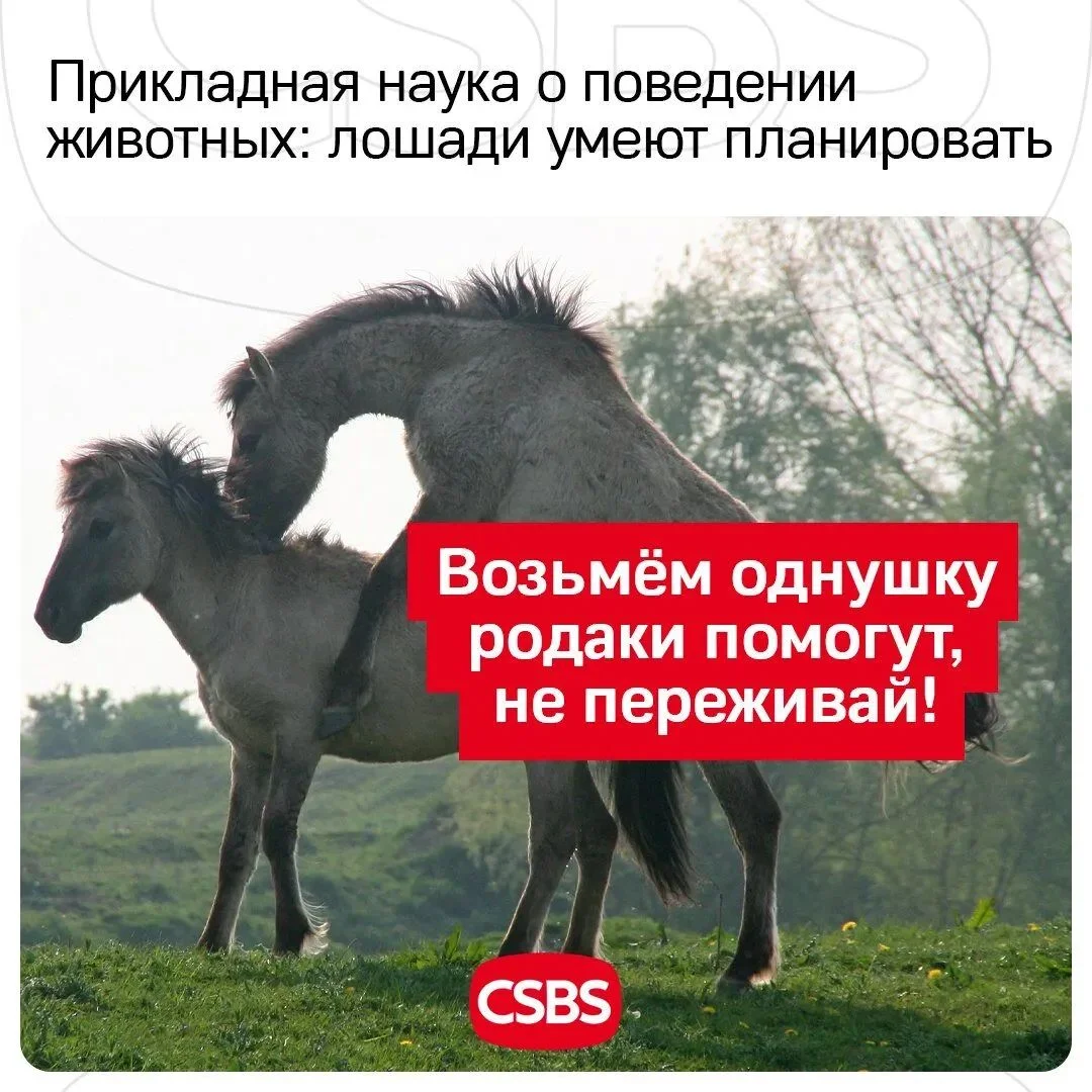 лошадки планируют.webp