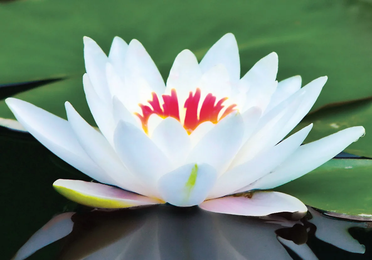 lotus-flower-2-with-red.webp