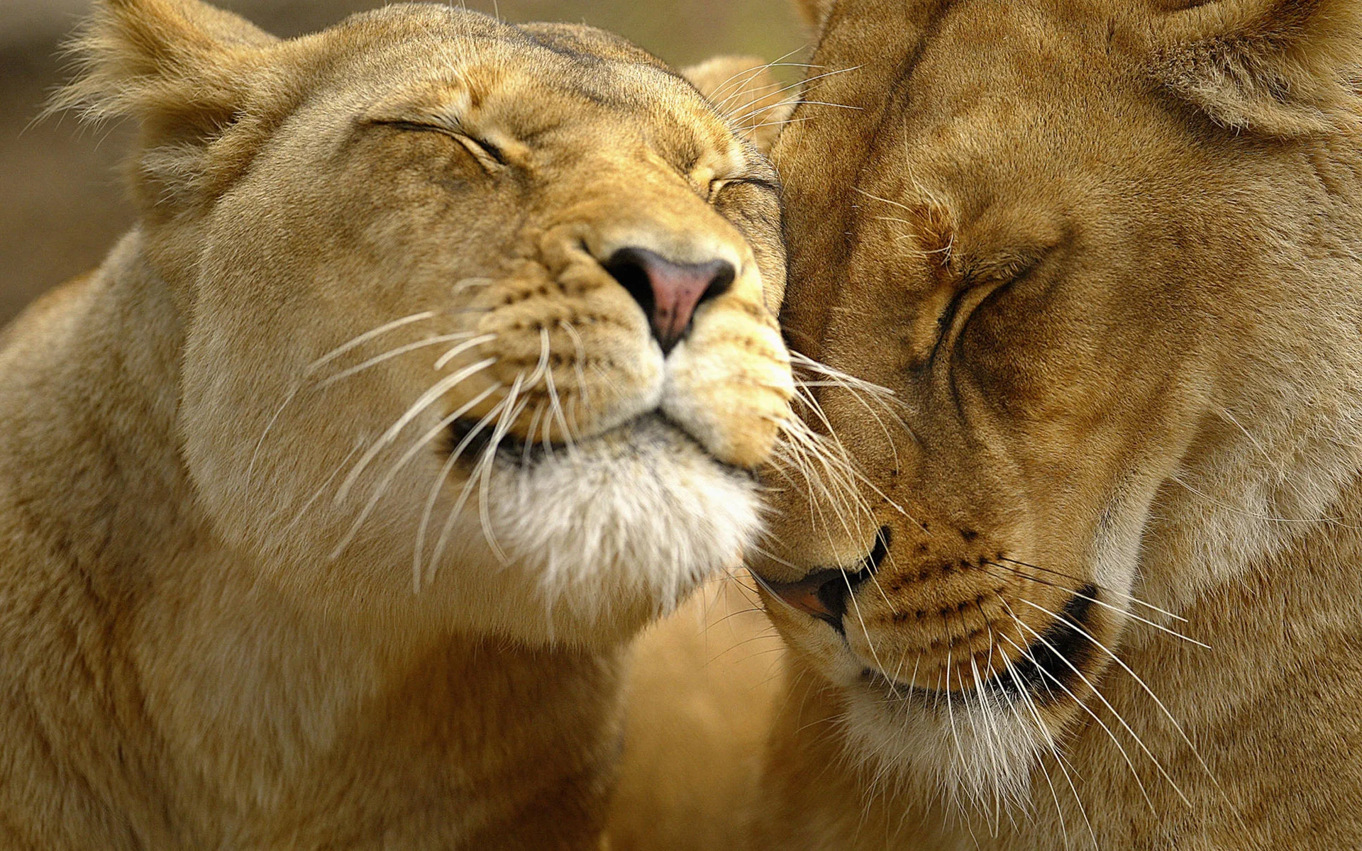 loving_lions-wide.webp