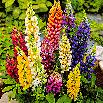 lupinus_raznocvet_20.03.12.jpg