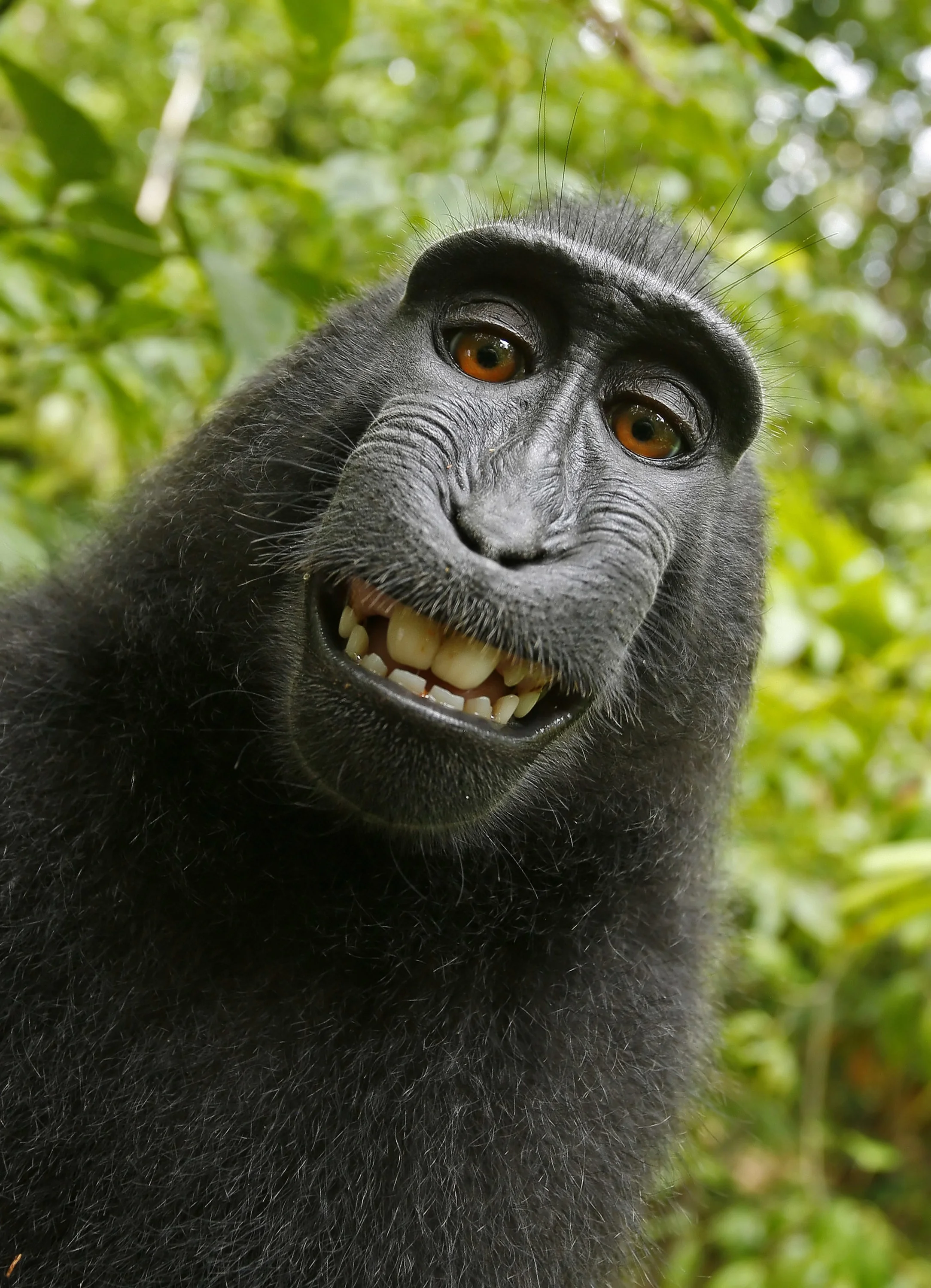 Macaca_nigra_self-portrait_large.webp