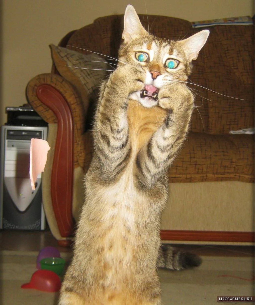 maccacmexa-prikoly-s-zhivotnymi-9-10.webp