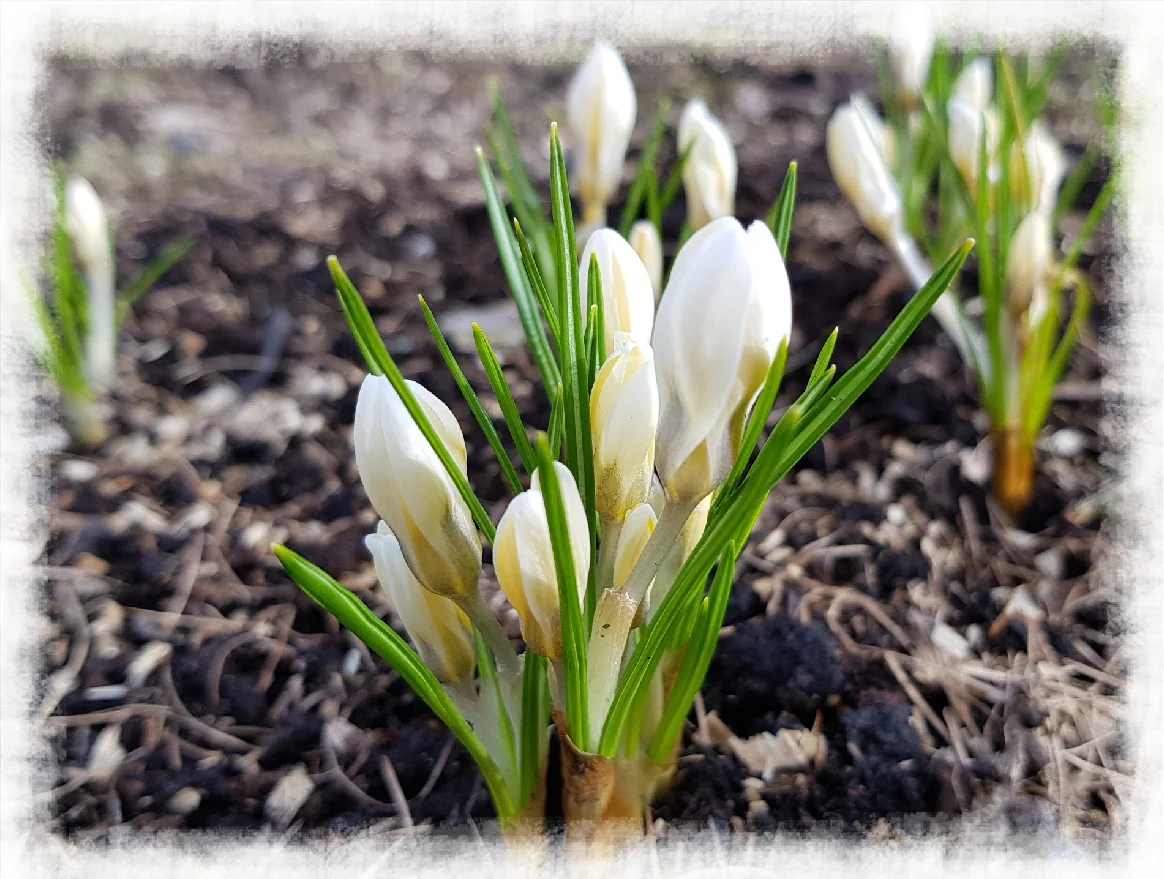 Мафа Питер.jpg