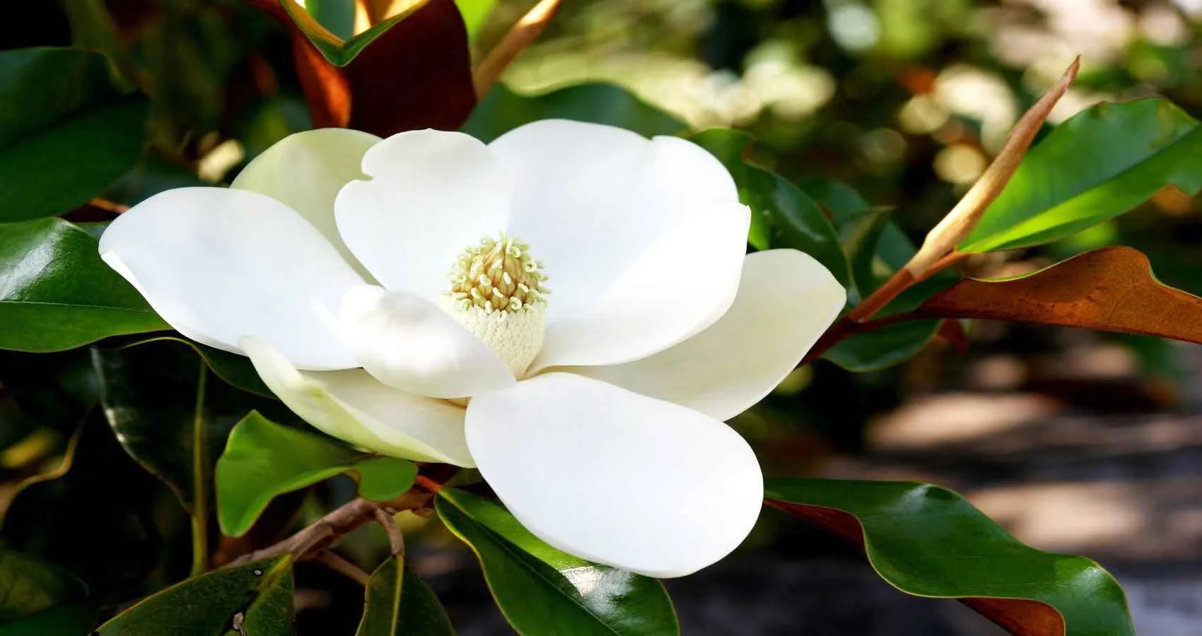 Magnolia.webp