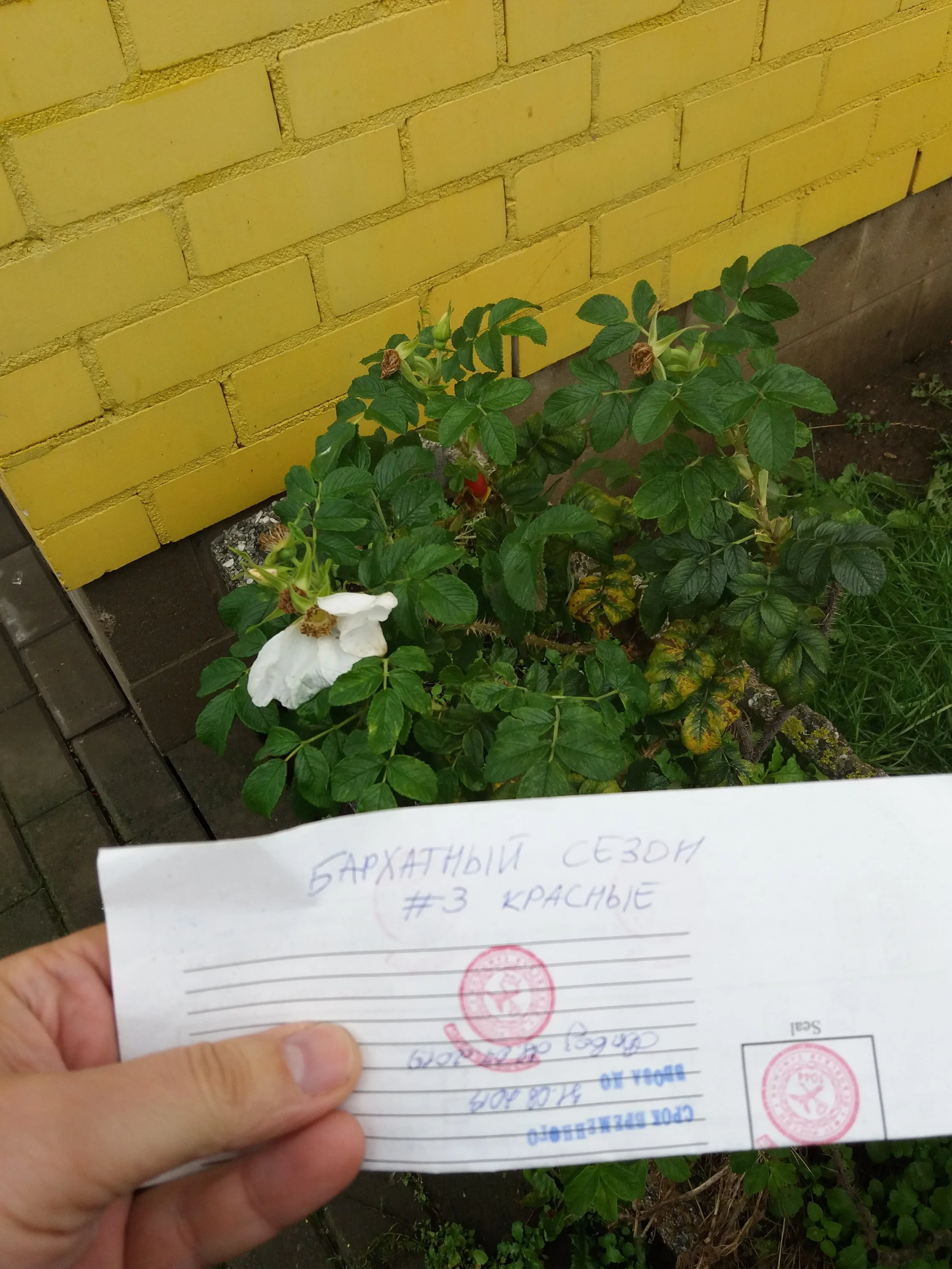 Mahrovaja dikaja roza.webp