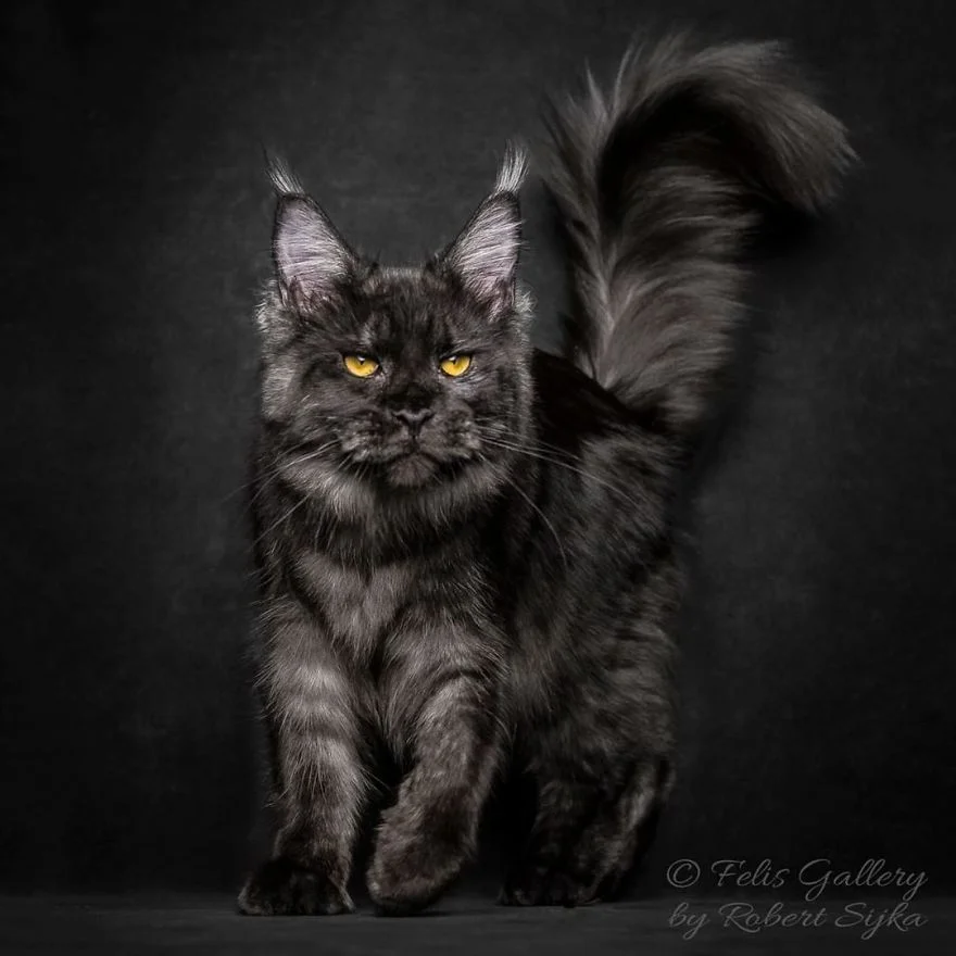 maine-coon-cat-photography-felis-gallery-robert-sijka-83-5bfd4e4beb20c__880.webp