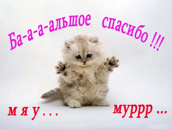 максу.webp