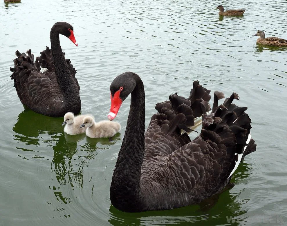 male-black-swans-with-chicks.webp