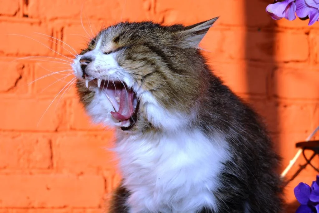 маленький лев.webp