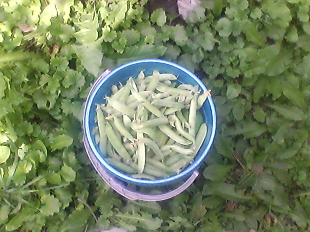 малина ,малосольные 009.webp