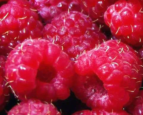 malina_pic_01 (23).webp