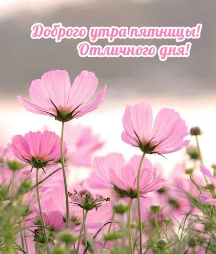 malinkakat_ru_16594.webp