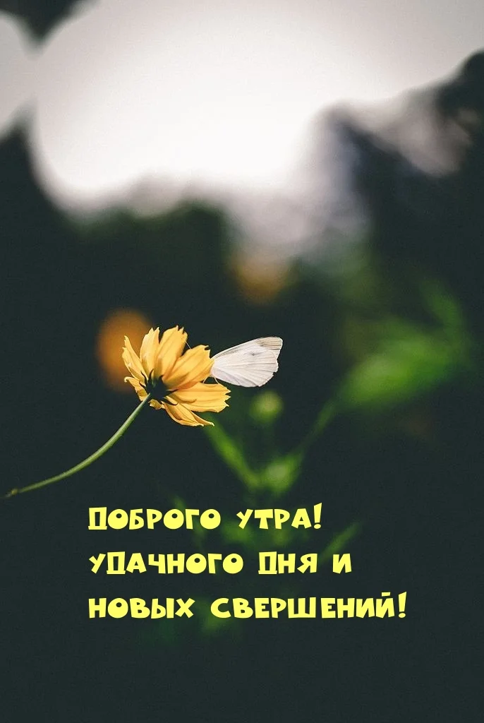 malinkakat_ru_3121.webp