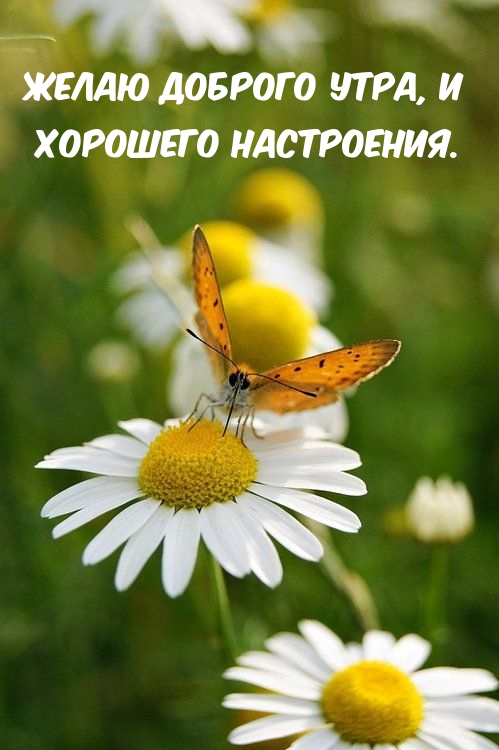 malinkakat_ru_911 (1).jpeg