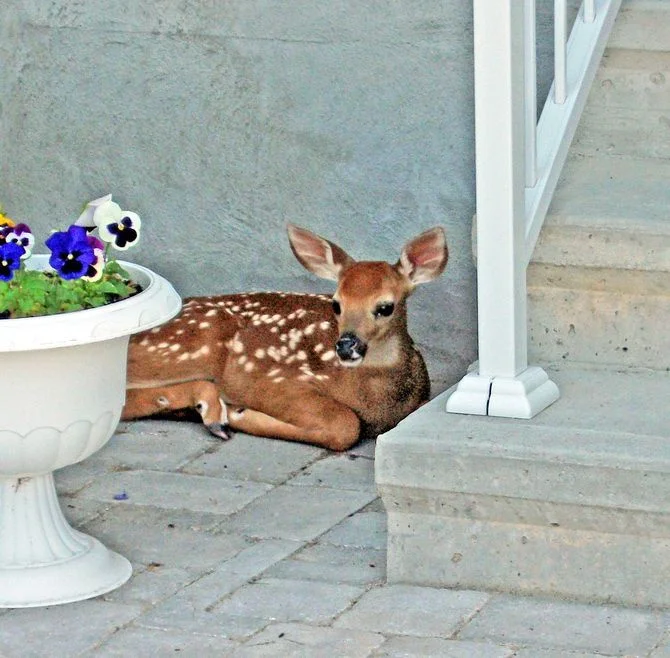 малыш оленя.webp