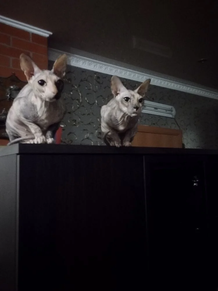 Мама Леди и Мэри.webp