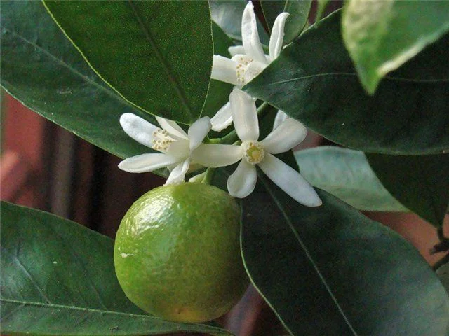 мандарин 1.webp