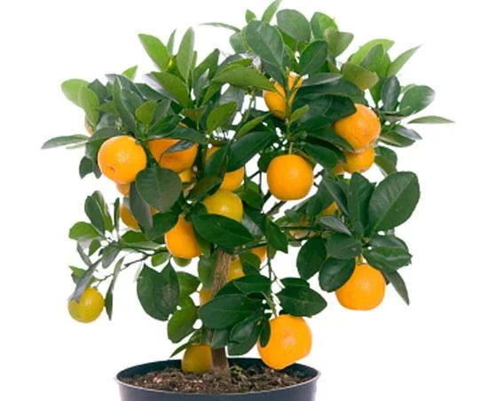 мандарин 2.webp