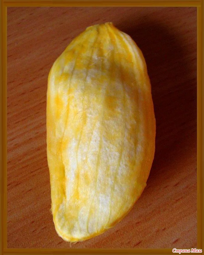 mango k.webp