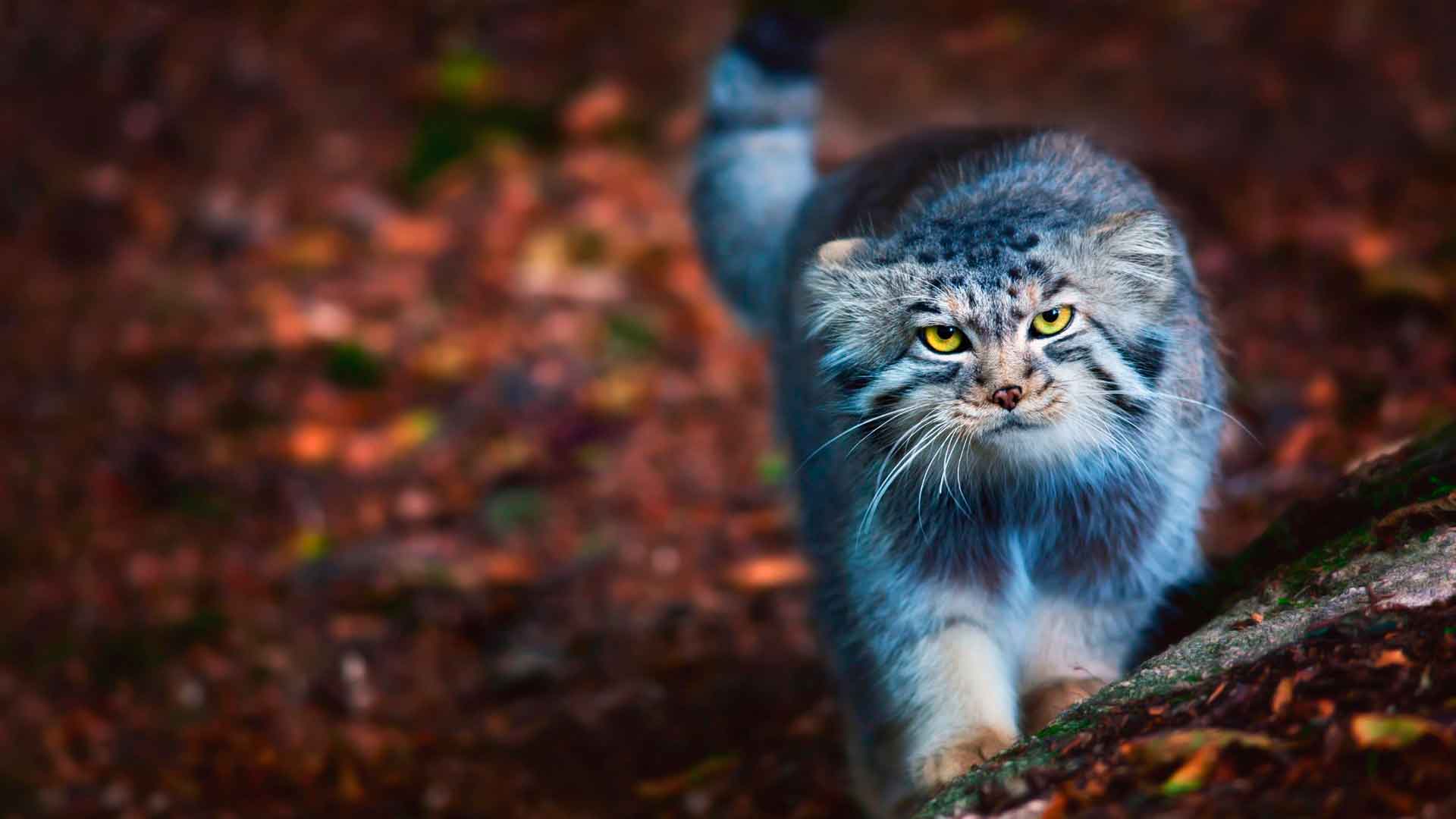 manul.jpg