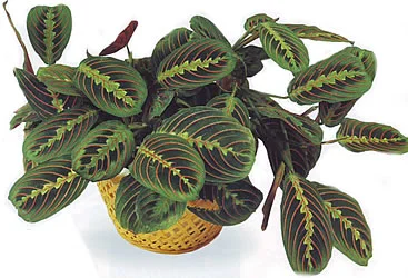 Maranta-tryohtsvetnaya..webp