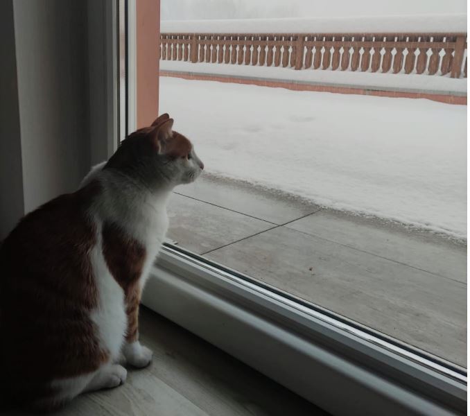 Marcelo mezzolombardo a.jpeg